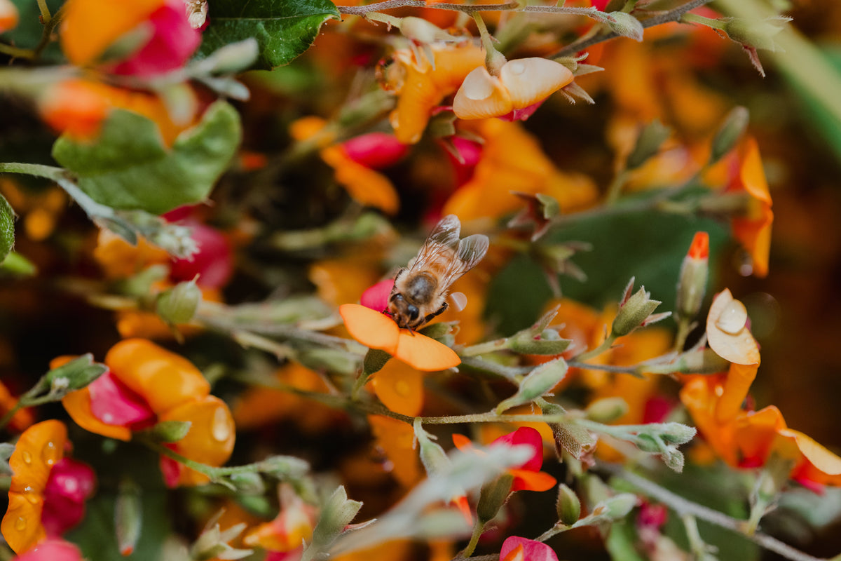 Our Story: Natural Honey Skincare, Made in Western Australia