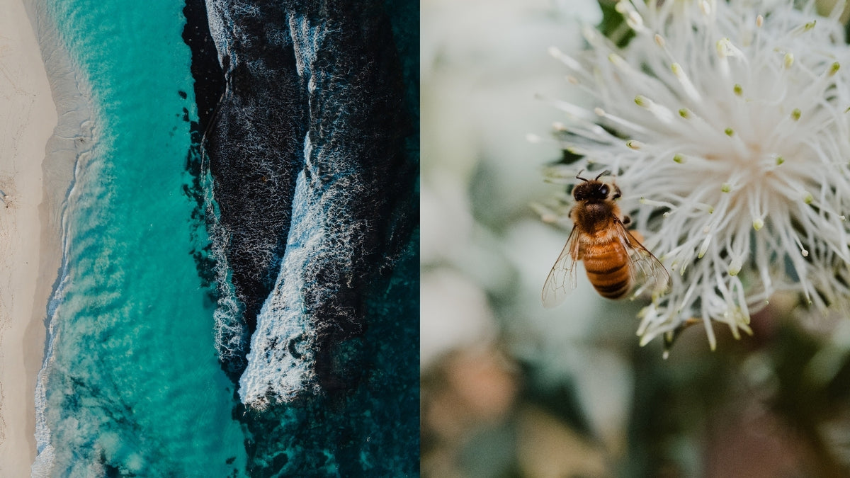 A split-screen nature photograph: the left side shows an aerial view of turquoise ocean waves crashing against a dark rocky shoreline, and the right side shows a close-up of a honeybee visiting a white flower.