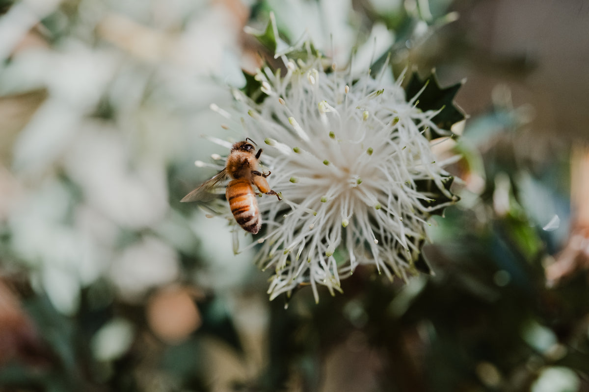 A close-up photograph of a honeybee flying near a white thistle flower, with a soft, blurred natural background.
